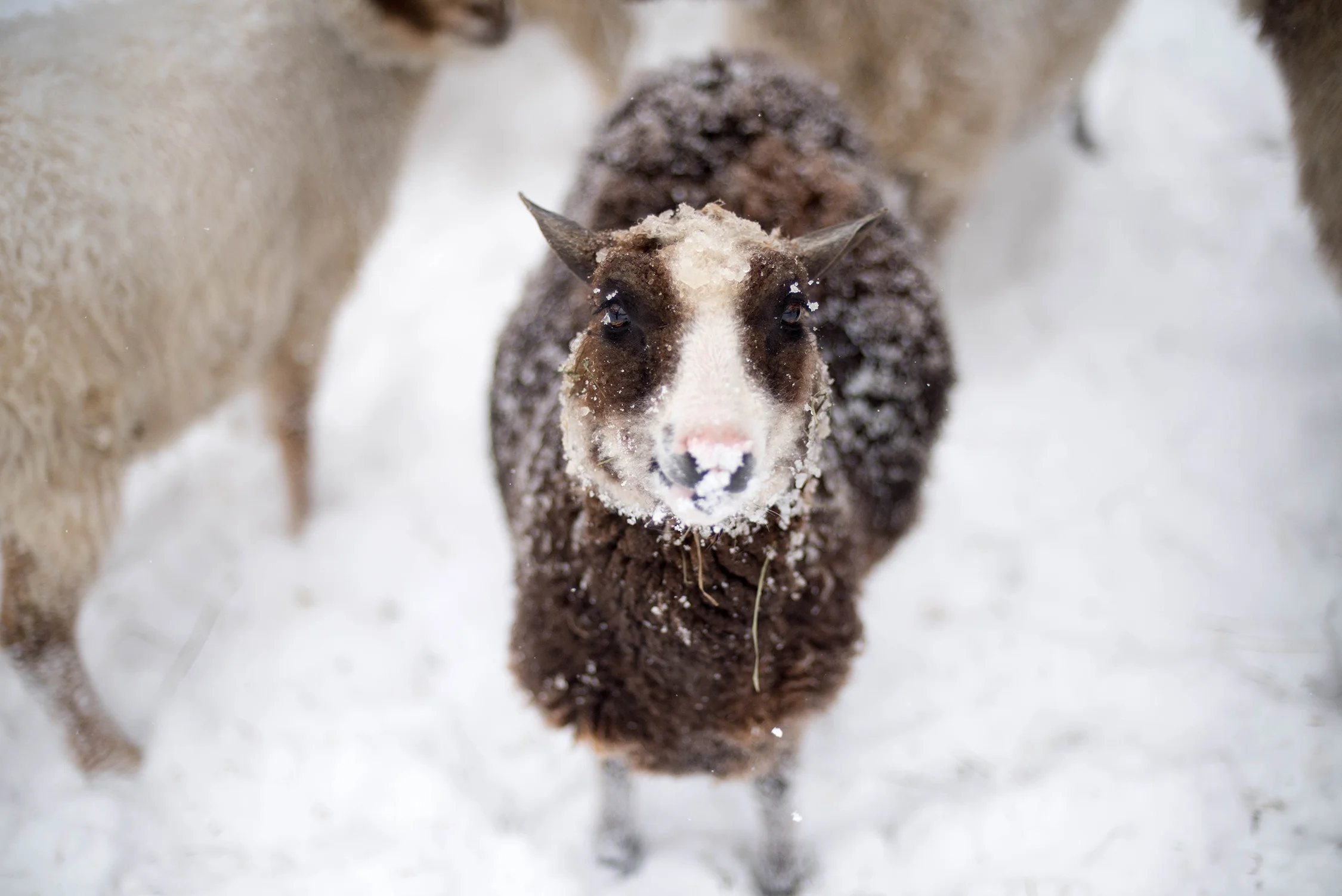 Sheep5.jpg