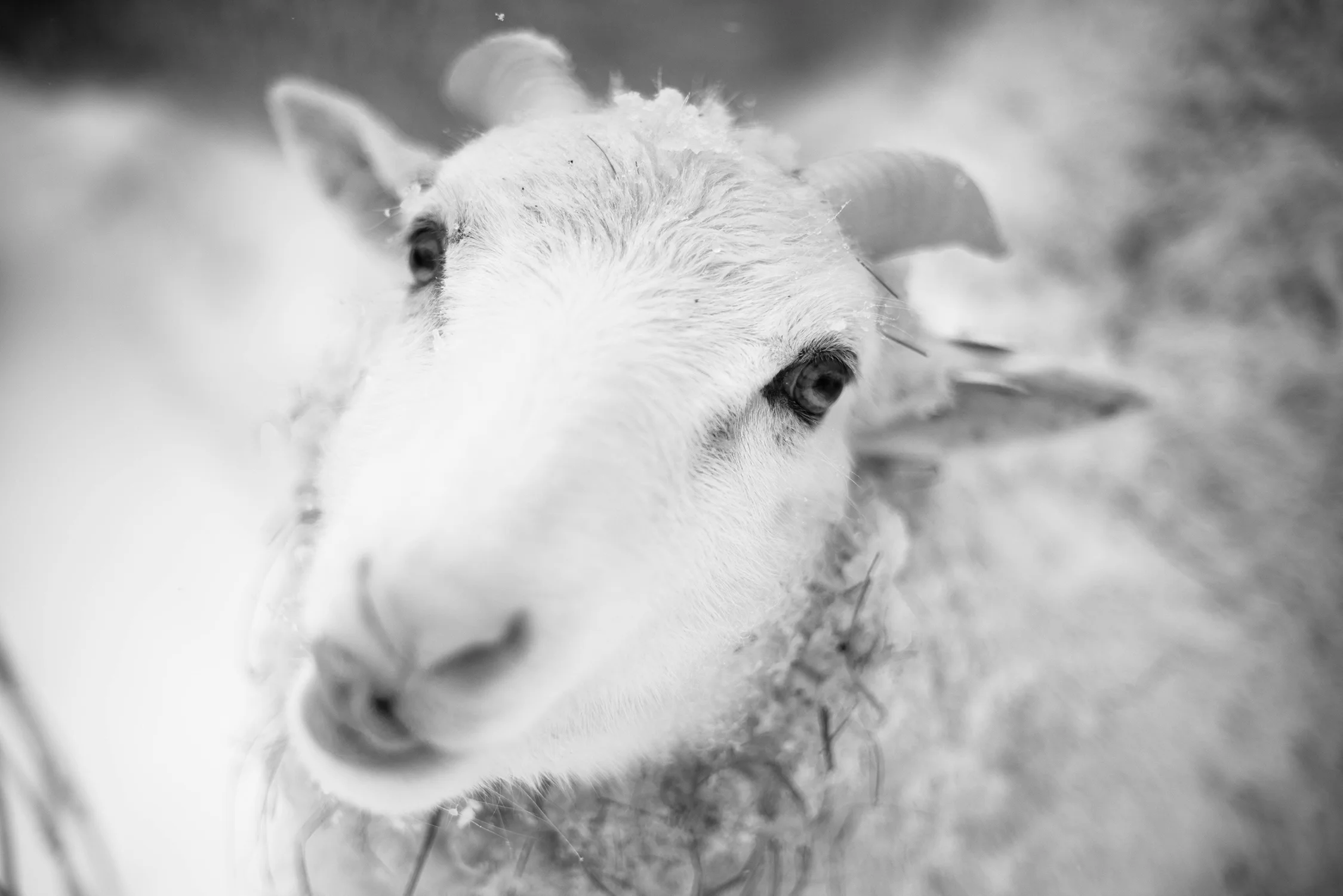 Sheep1.jpg