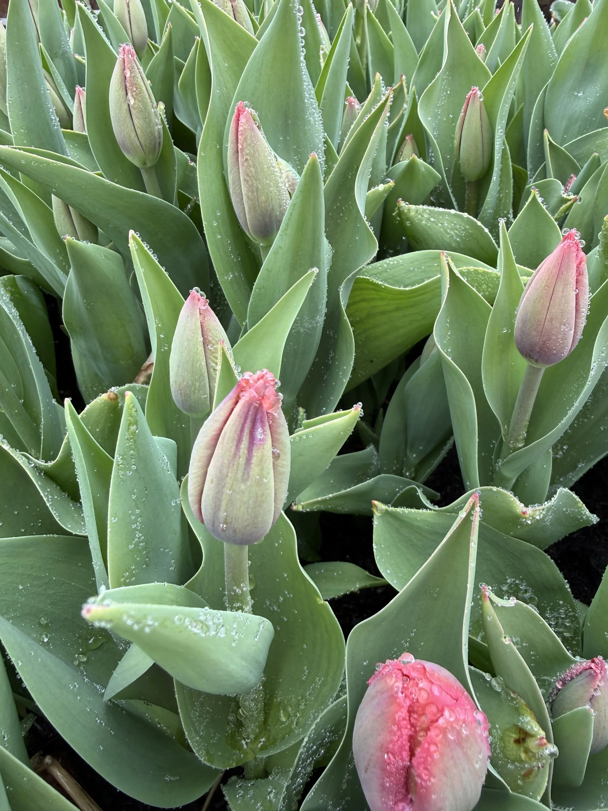 Pre-order Mother's Day bouquets with farm grown, local tulips and flowers!