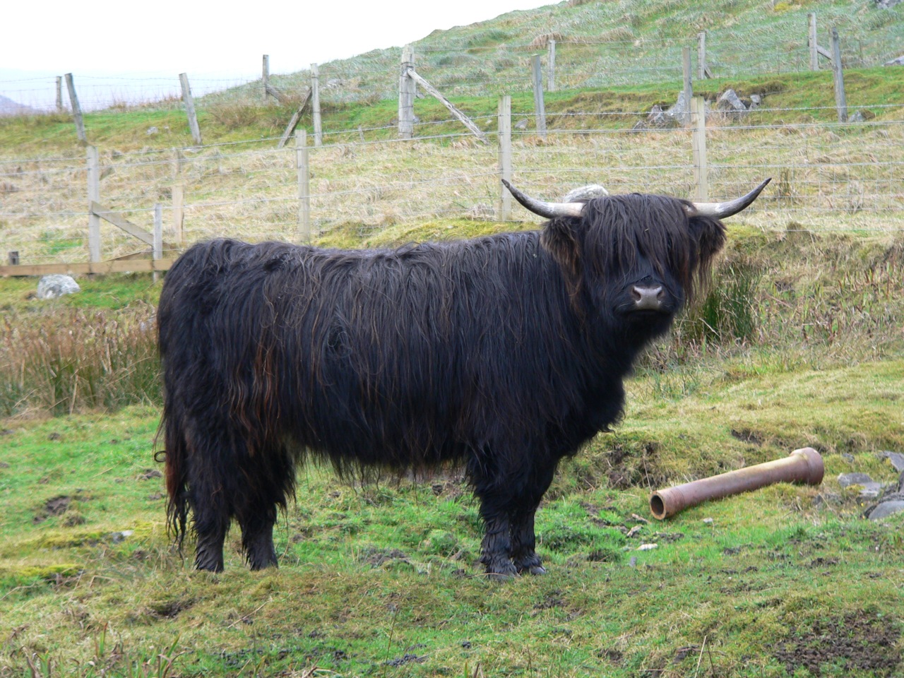 Highland Cow COLOUR