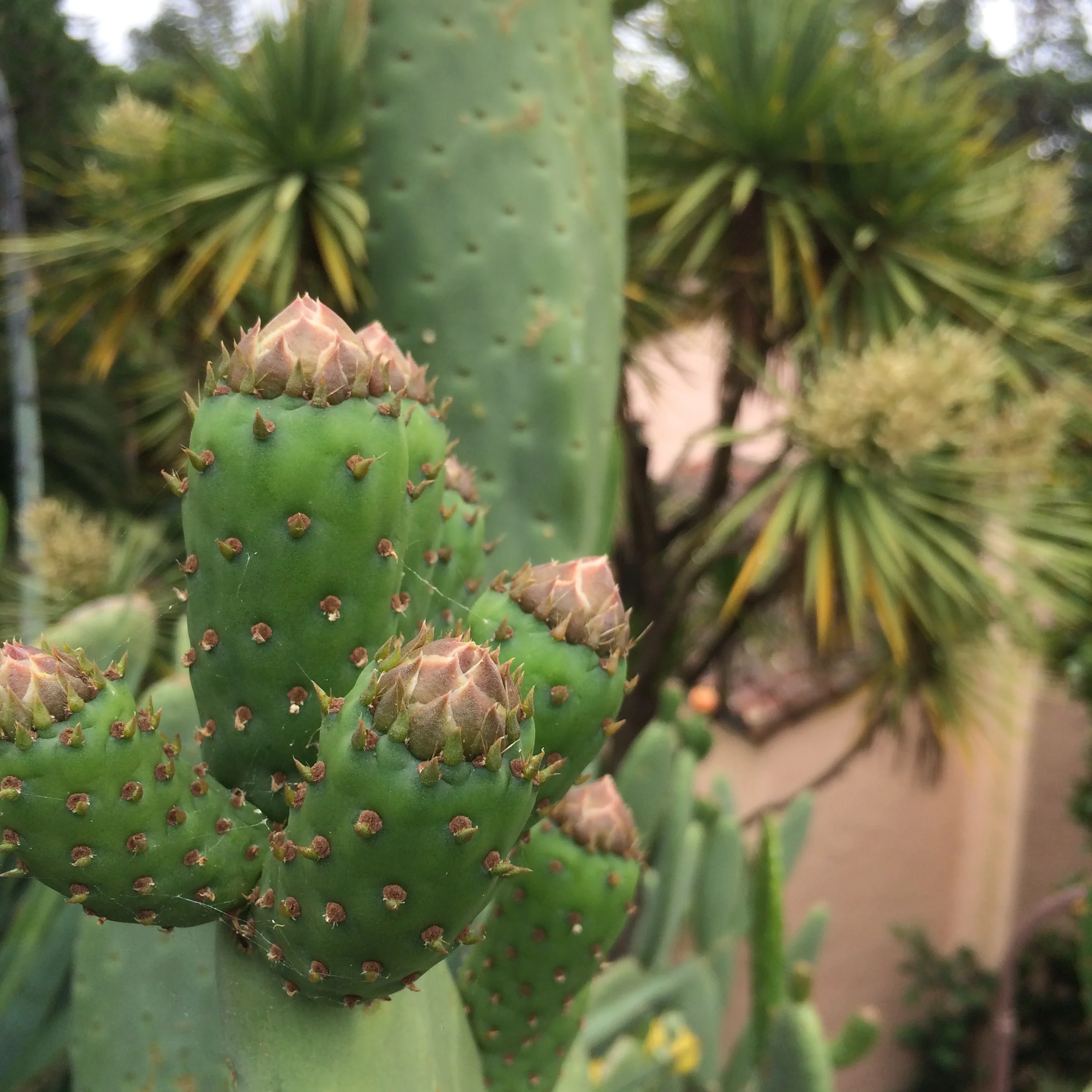 Prickly Pear?