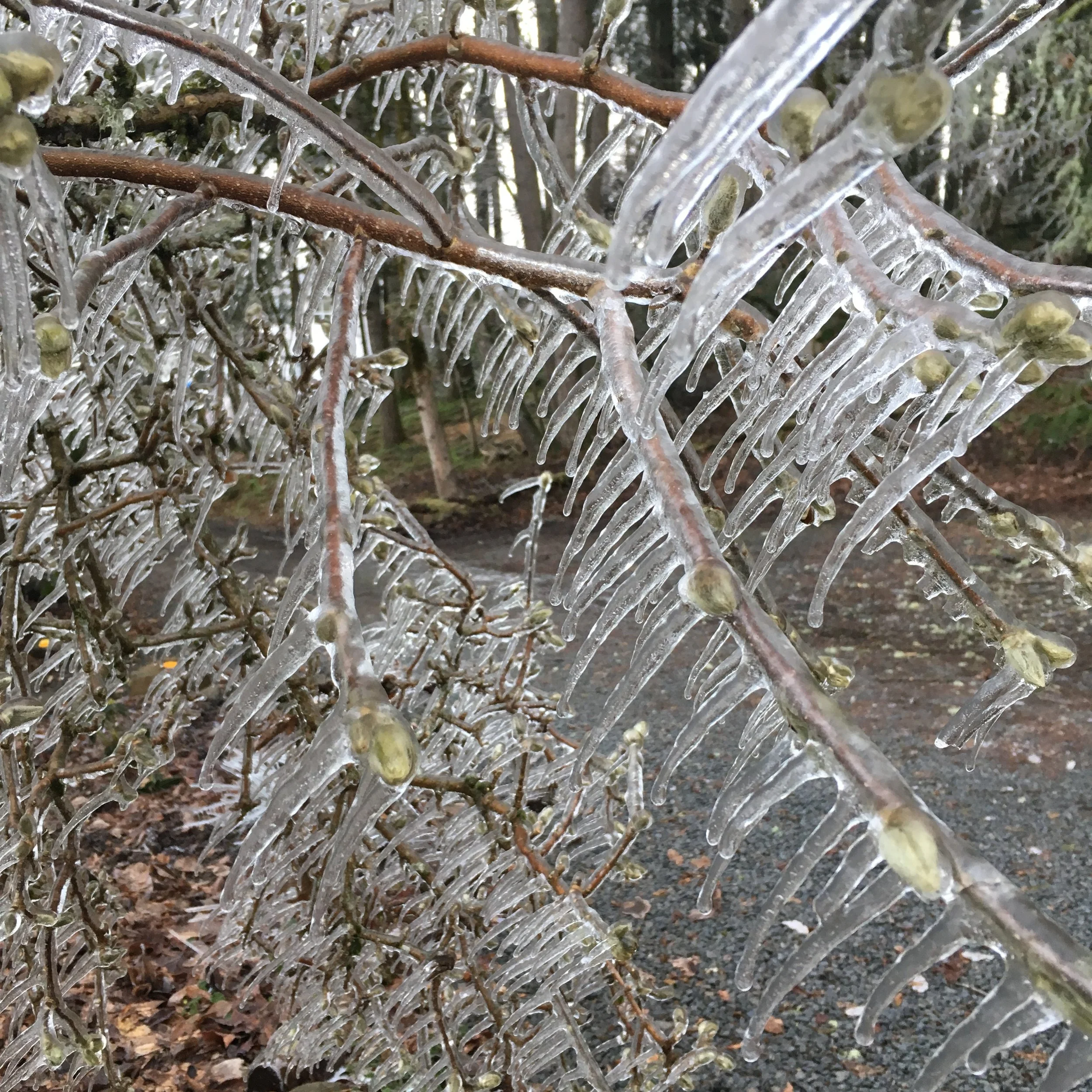 December ice storm 2016