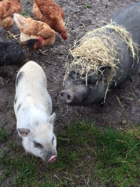 Kokerelle B&B in Oudenaarde with Elsa (black) and Olga (white). 