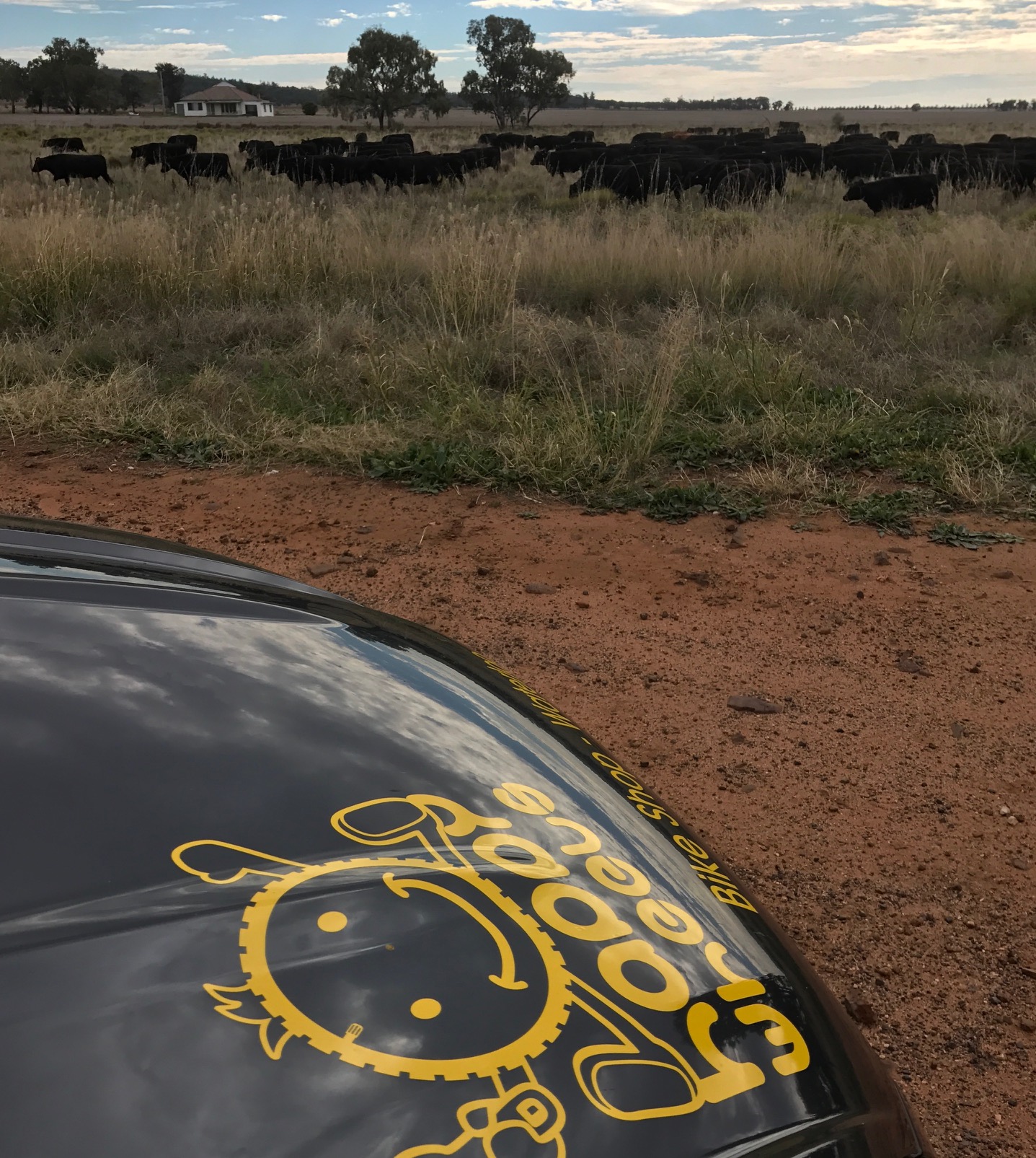 Coonabarabran Gunnedah 17 - cattle blocked the course with 50k to go, but eventually moved off the road