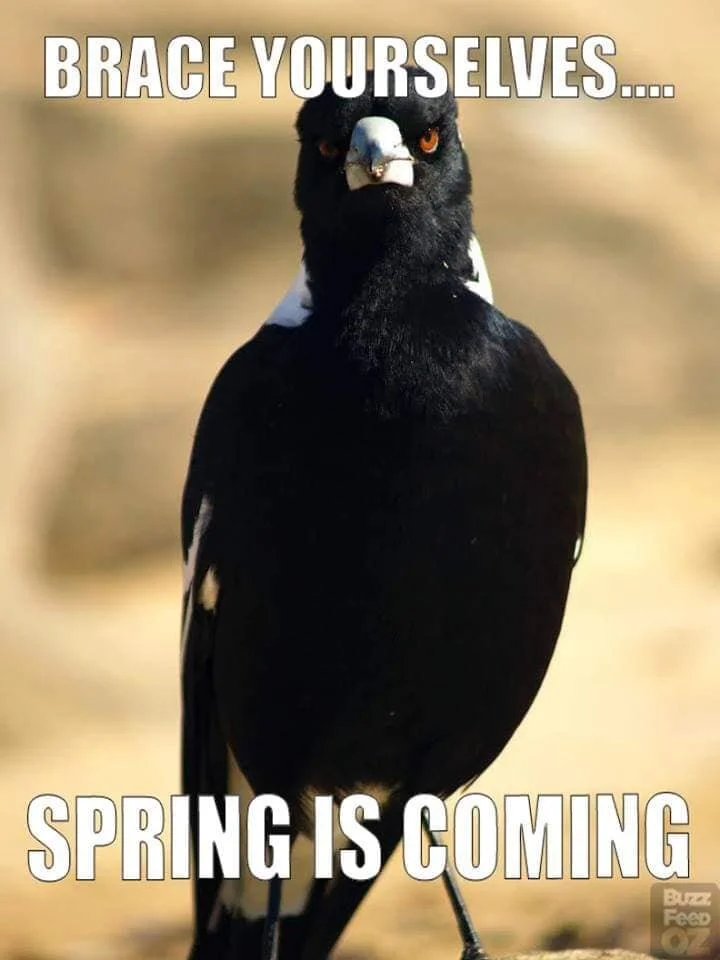Magpie season.jpg