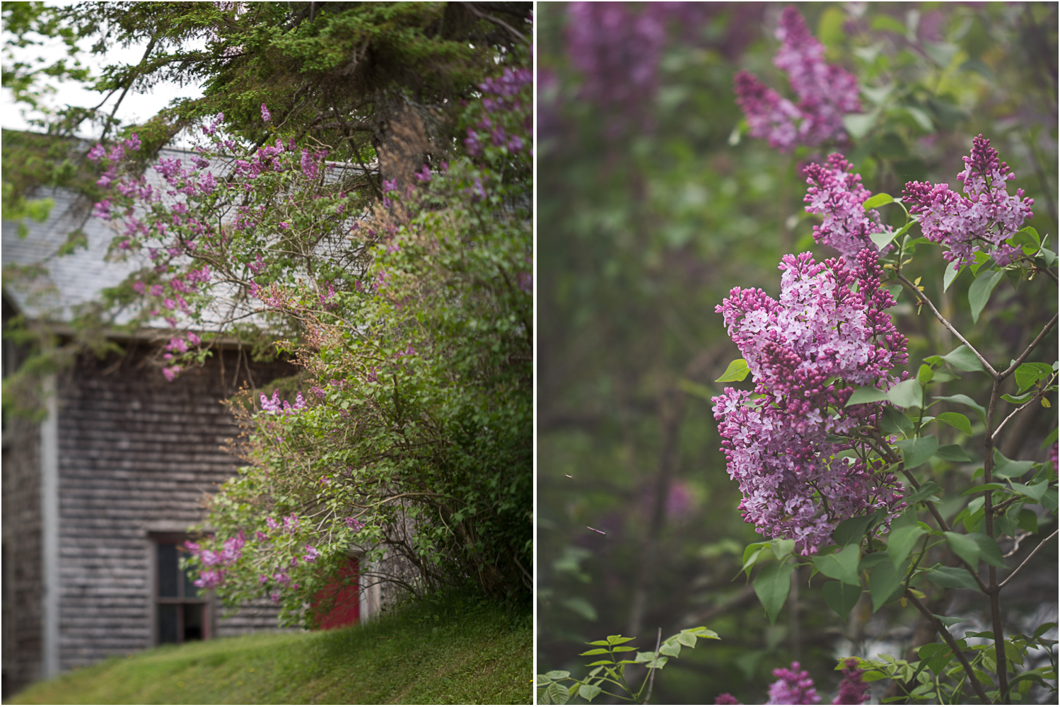 Bragg_Kate_Lilac_Barn_Diptych.jpg