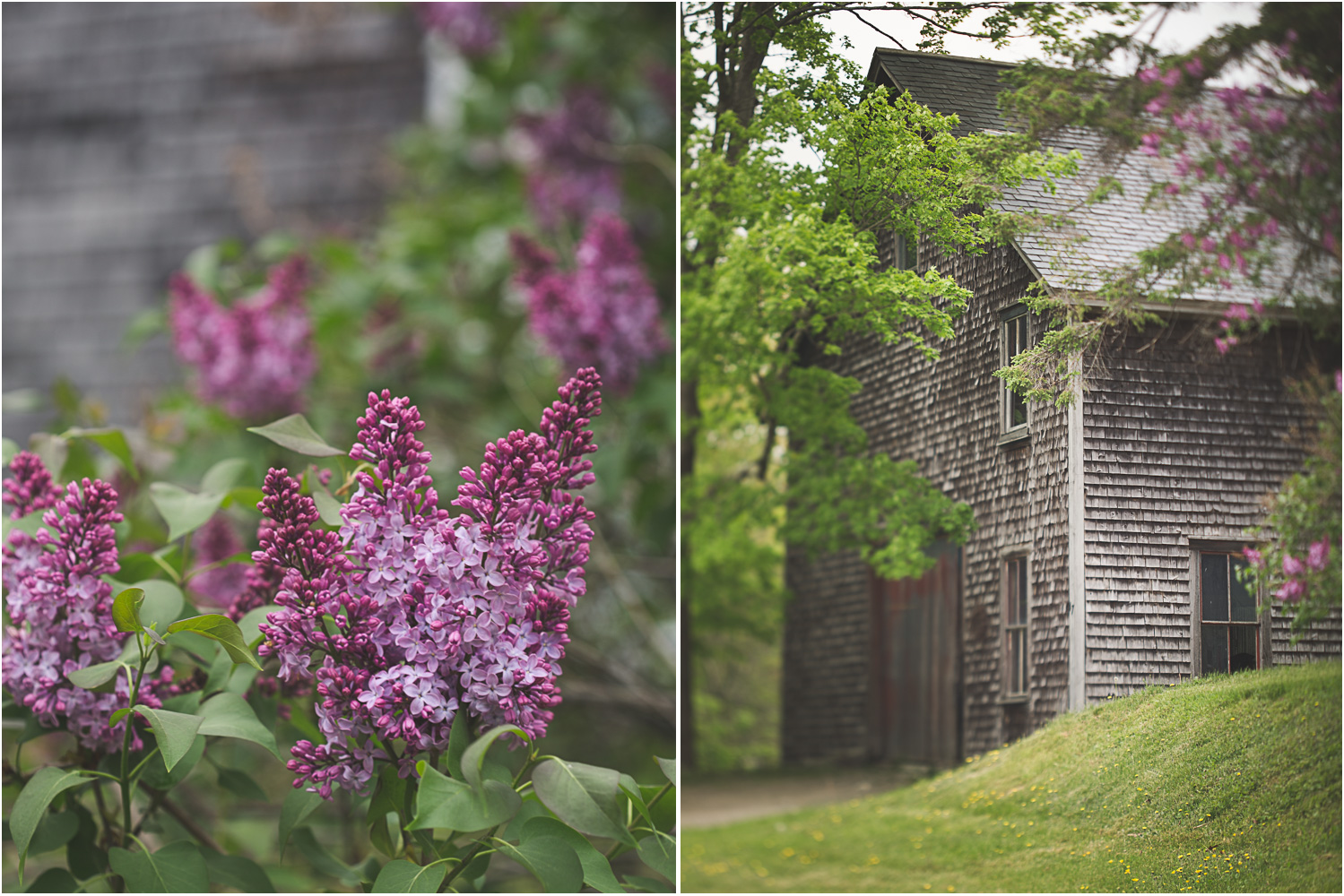 Bragg_Kate_Lilac_Barn_Diptych2.jpg