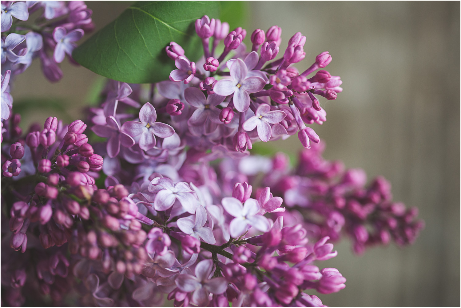 Bragg_Kate_Lilac_Indoor.jpg