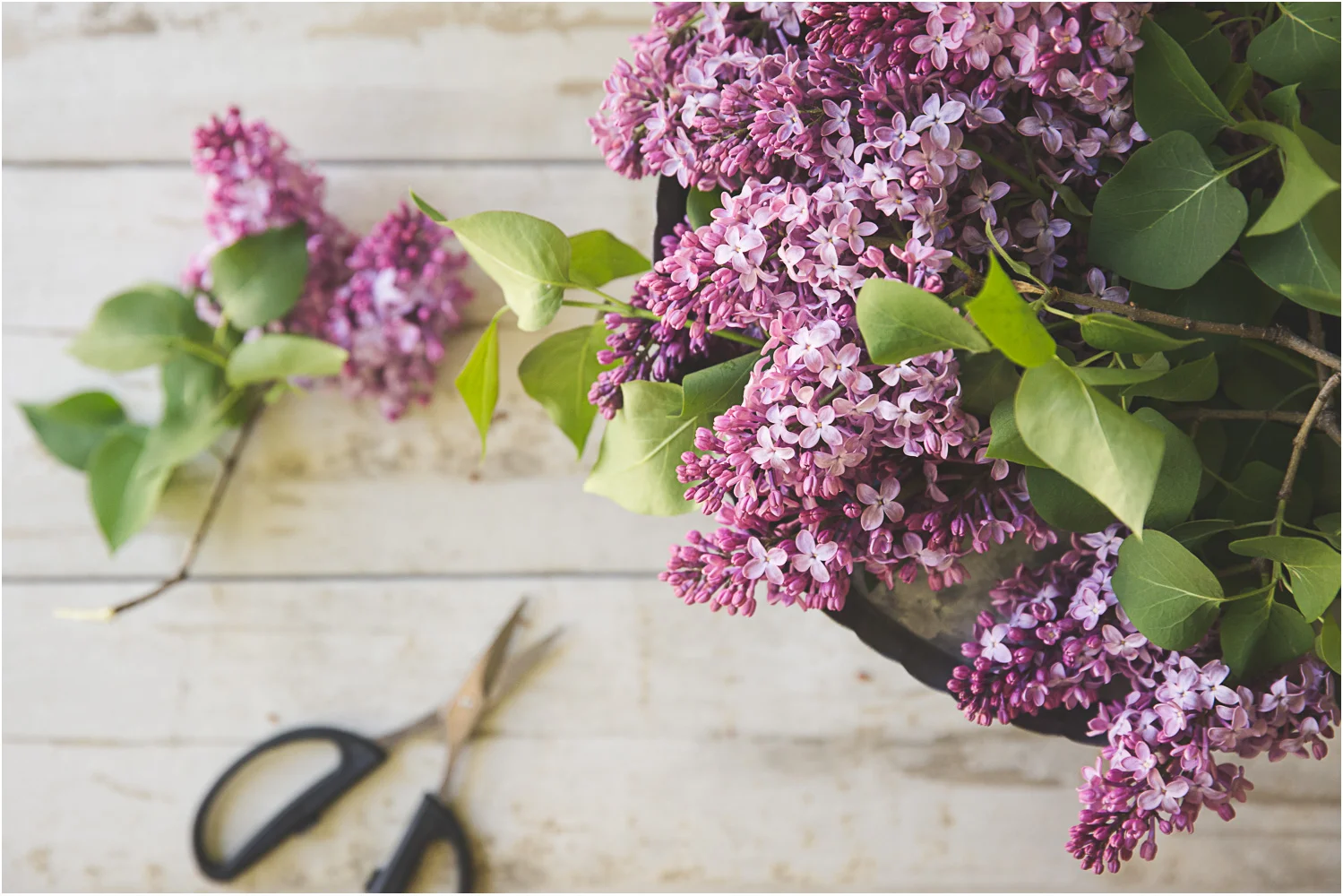 Freshly Cut Lilacs — Kate Bragg