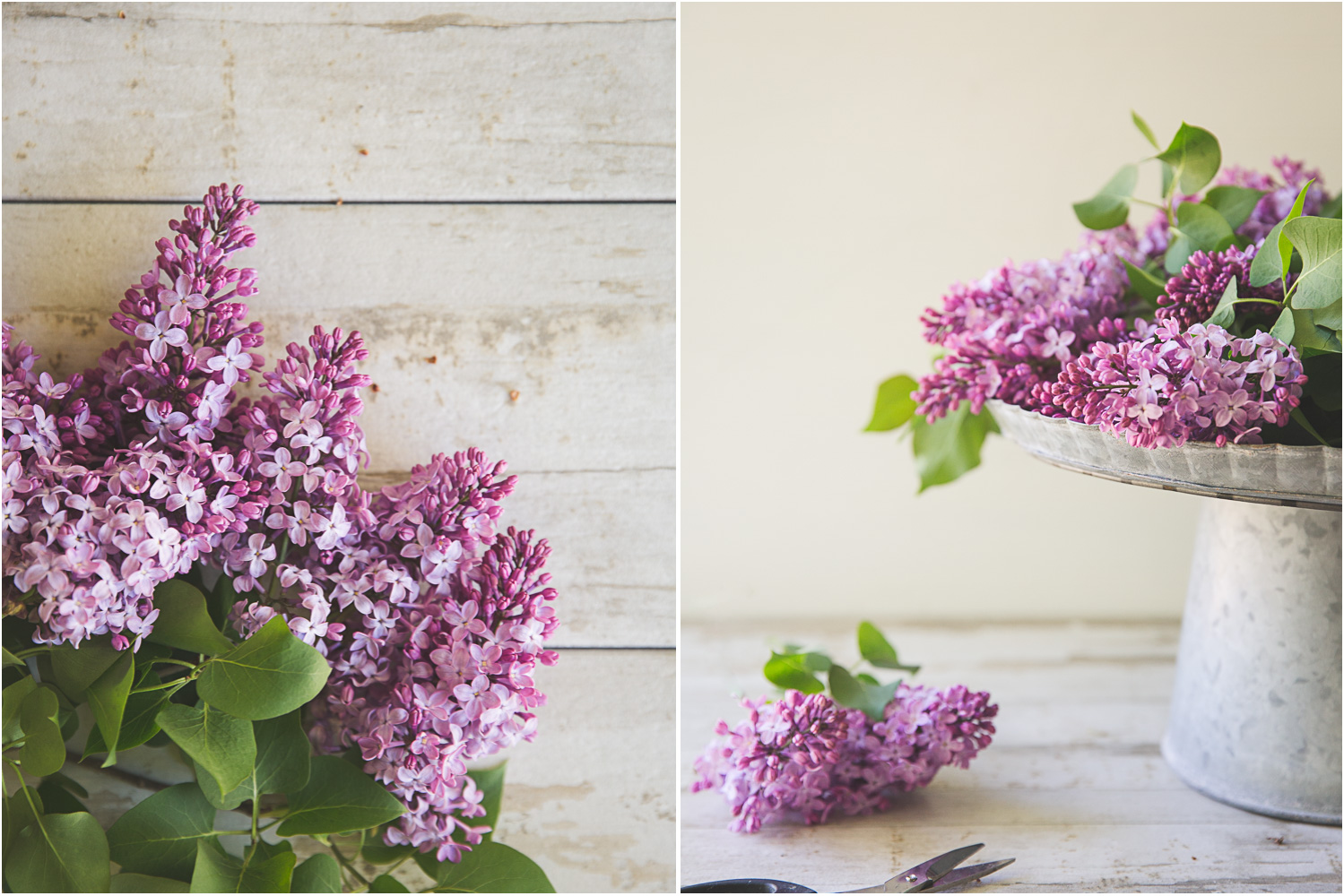 Bragg_Kate_Lilac_Bright_Diptych_01.jpg