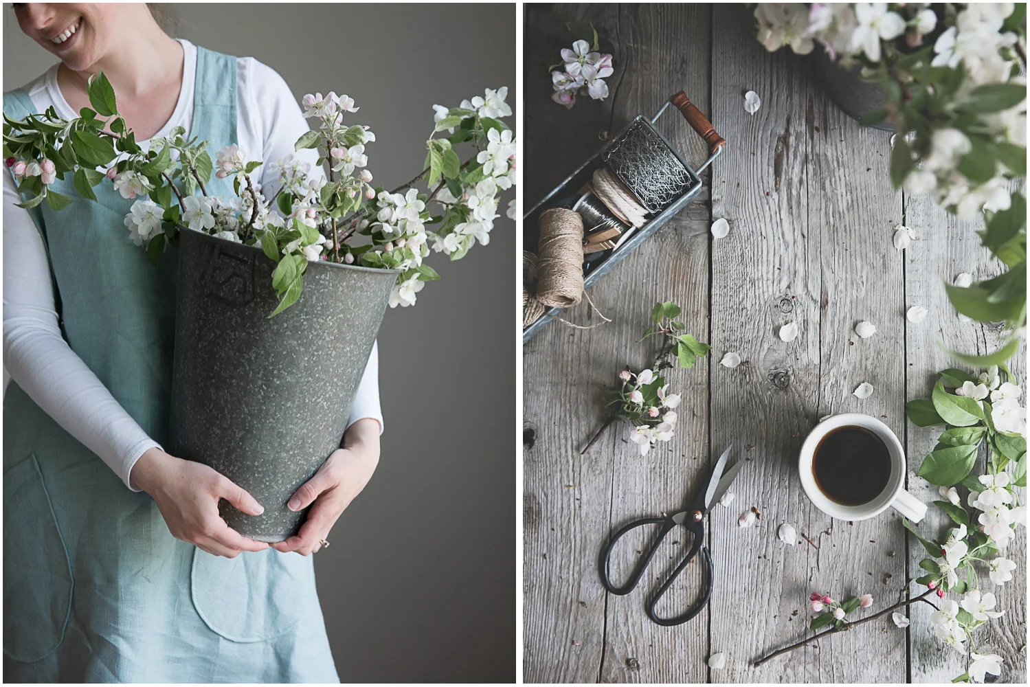 Gathering apple blossoms for decorating