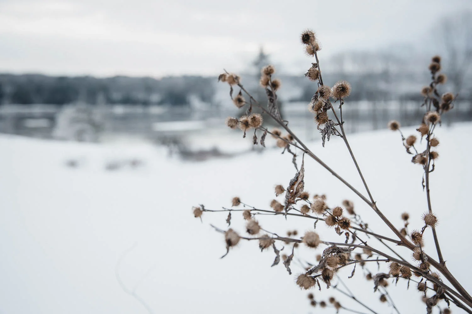 Frozen January