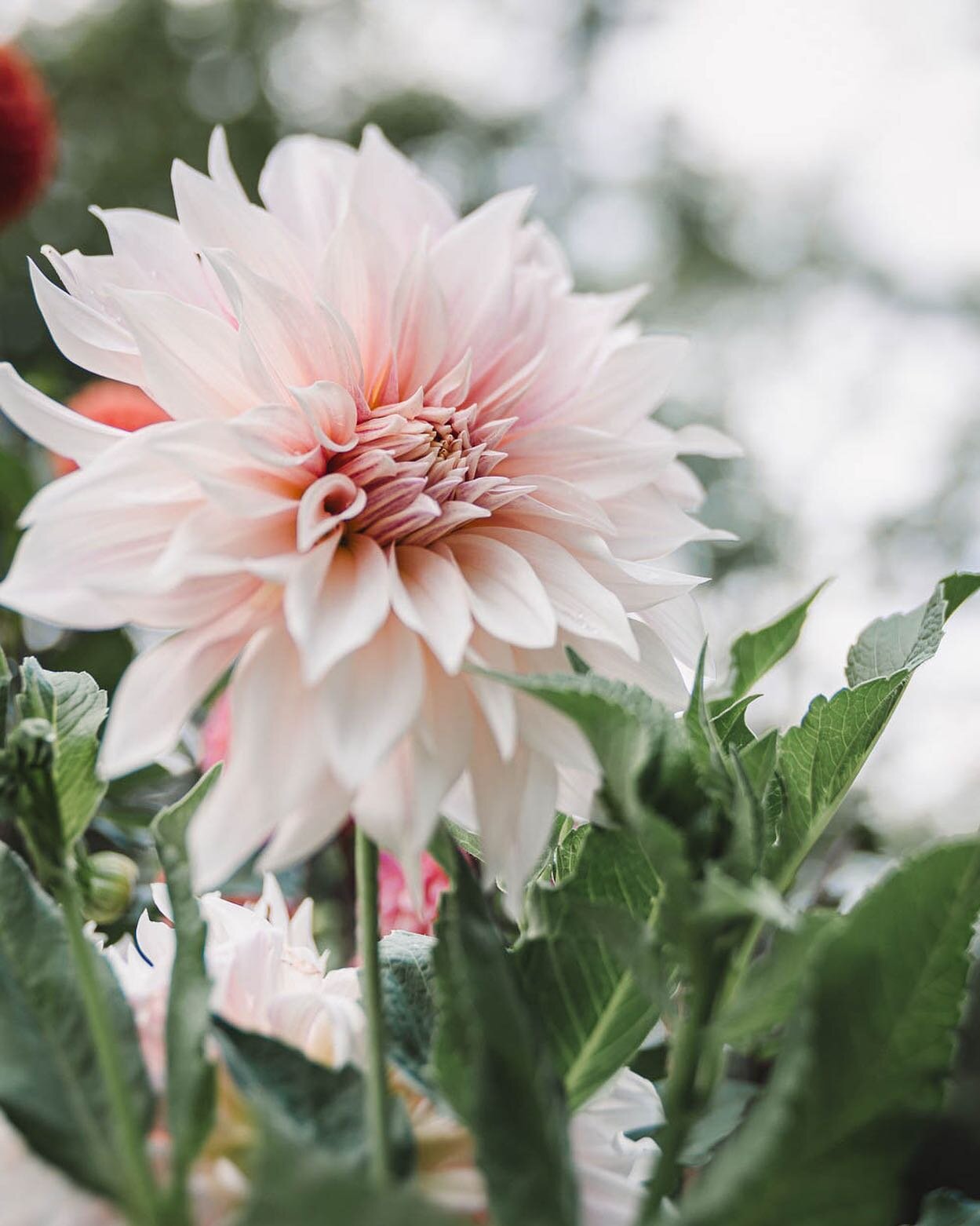 It&rsquo;s a beautiful, sunny, summer morning here. ☀️ The dahlias are bursting into bloom, the wild blueberries are ready for picking, and the blackberries are hot on their heels. I love this time of year. Almost as much as I love the months ahead. 