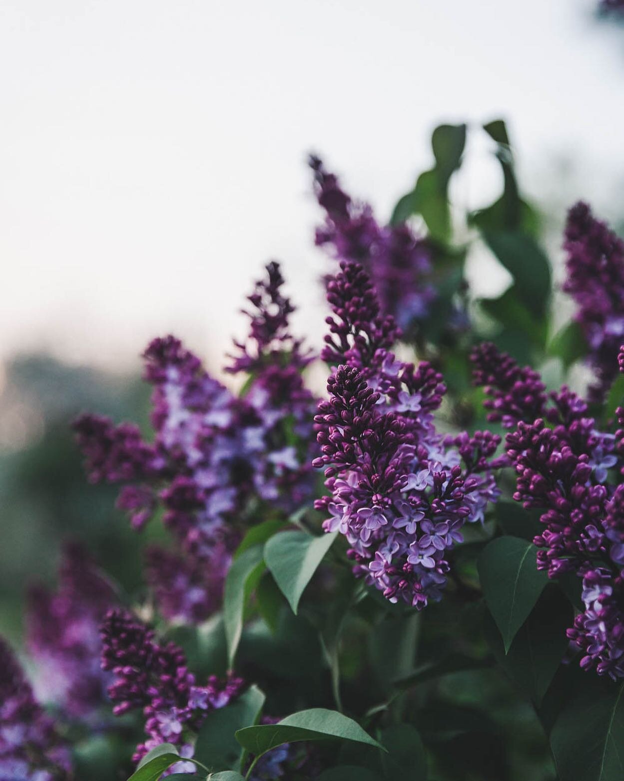 Happy June, friends!  I always love June. Early summer is such a pretty time around here. 🌿 And yes, I know. Lilacs are so last month. But my grid will look funny if I jump straight into peonies and strawberries, so one last lilac post it is. You un