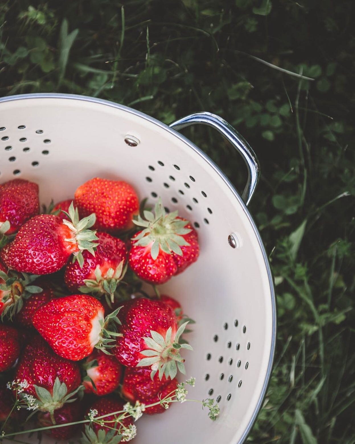 Ahhhh summer&hellip;I&rsquo;m committed to eating as many strawberries as I can before they&rsquo;re entirely gone 🍓  @allisonjacobs Wish you were here!  #livetheseasons #summerstories #gardengathered #capturingsummermoments