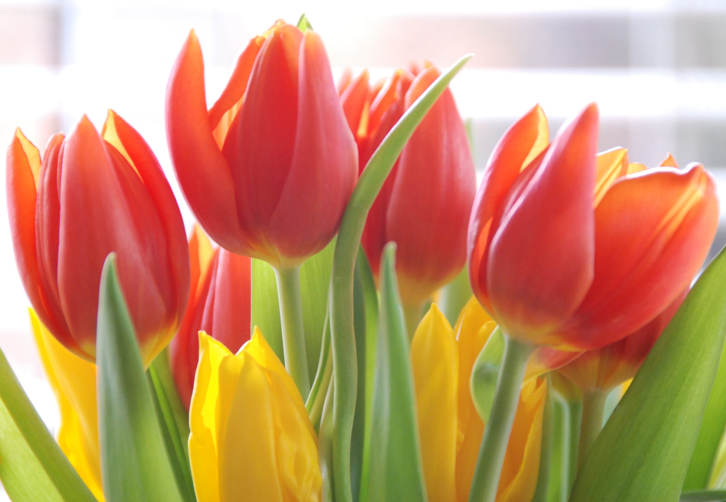 Tulips