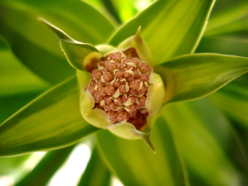 Dracaena
