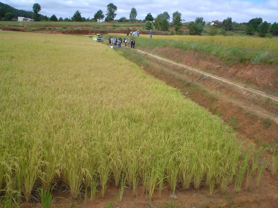 Designing an agricultural mechanization strategy in sub-Saharan Africa*