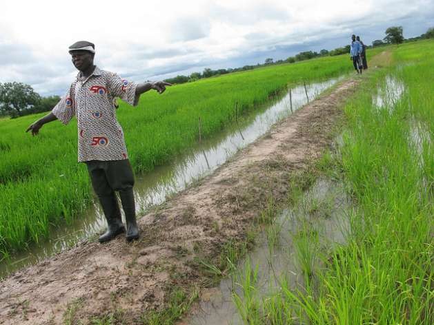 ricefieldsghana-629x472.jpg