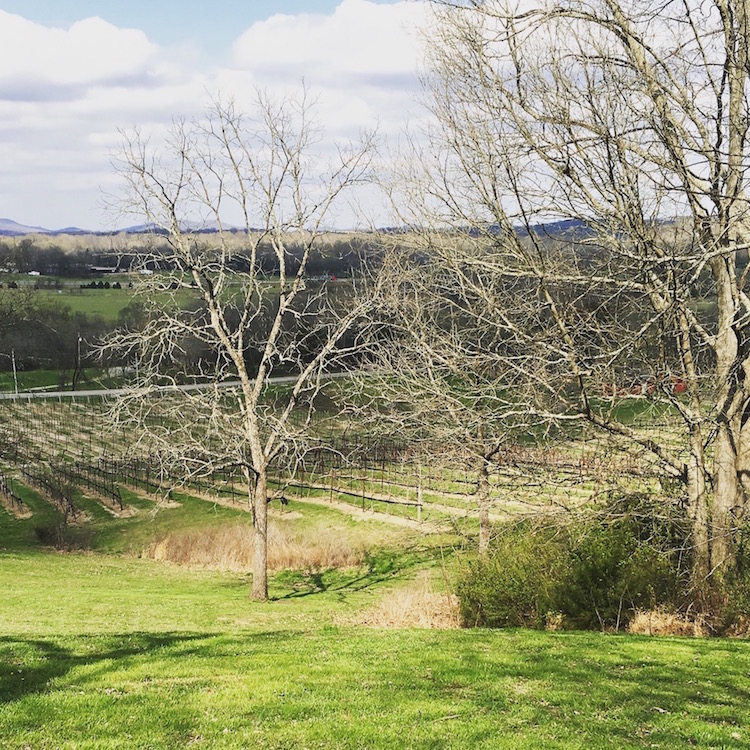 Arrington Vineyards and the beautiful view that awaits you there is but thirty five miles from downtown.