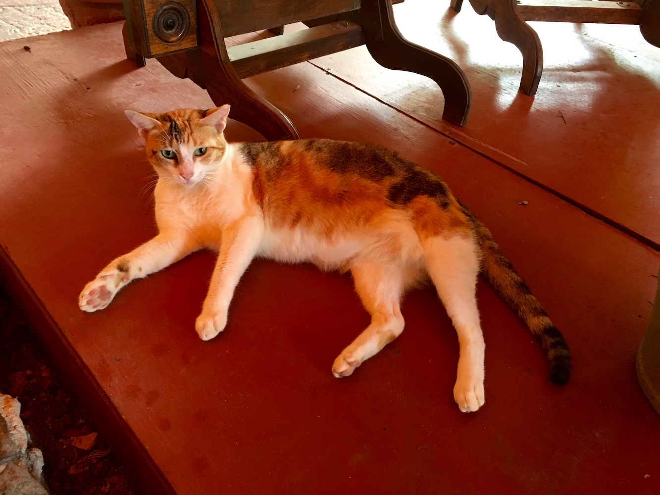 A tasteful number of cats roam the grounds and add some great character at Bolongo.