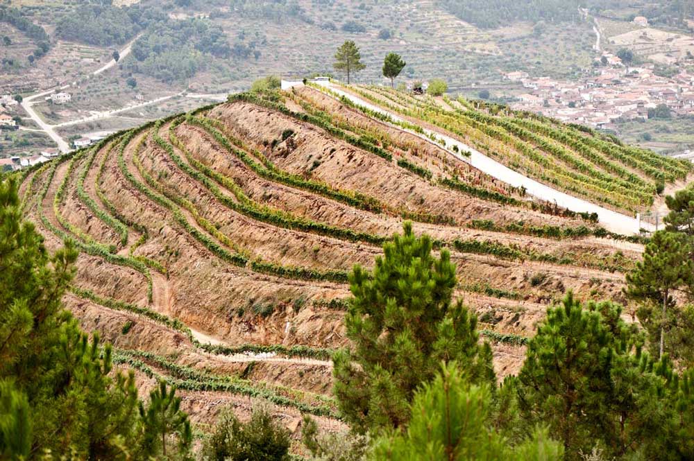 The traditional terracing of the hillside vineyard offers greater sun exposure to the hot-weather-friendly grape varietals. (Image copyright Penada Wines)