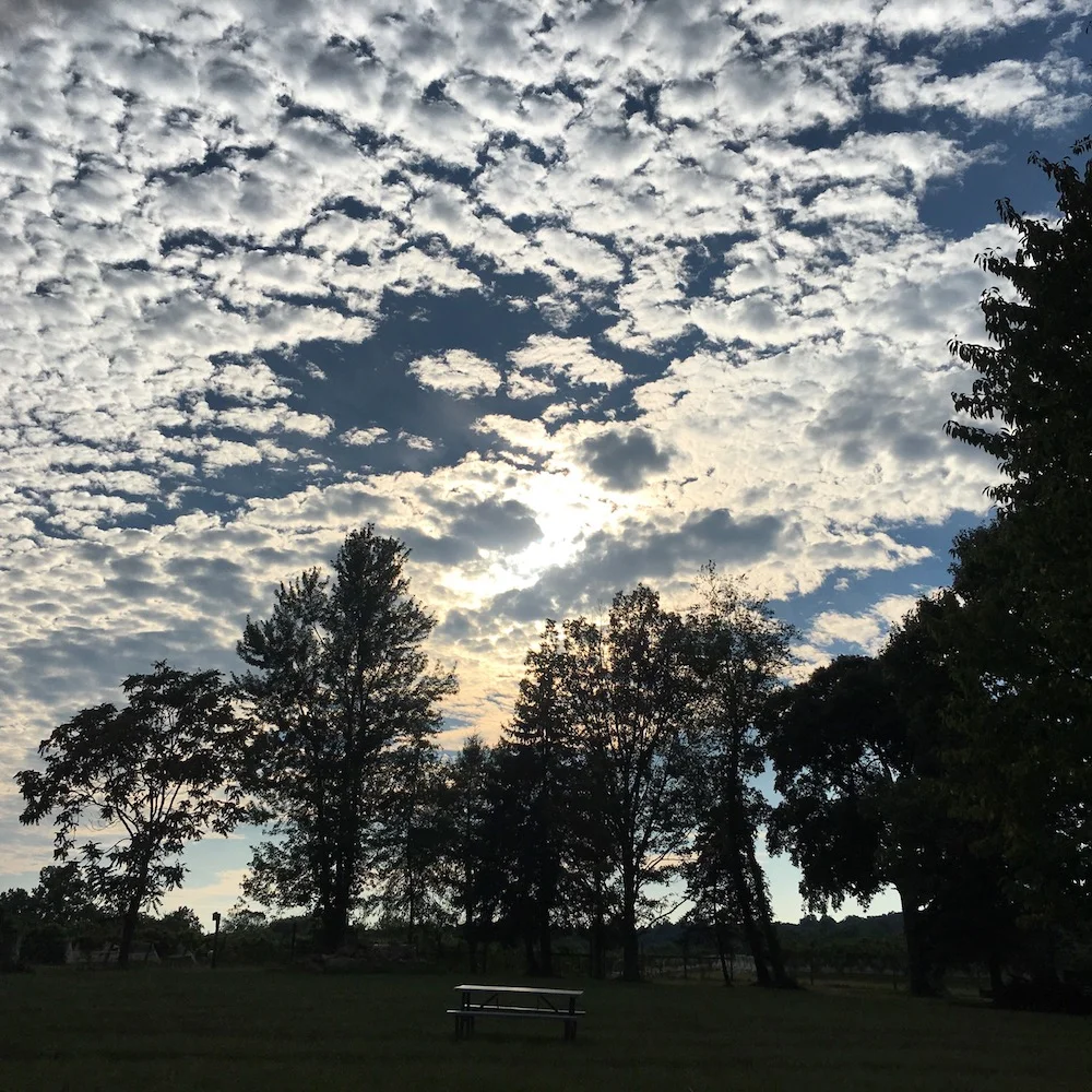 Zephaniah Farm Vineyard