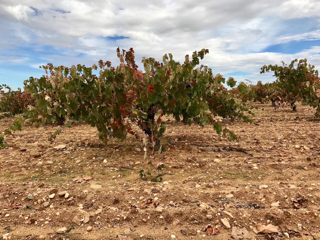  You'll find bush vines in many of San Román's vineyards. 