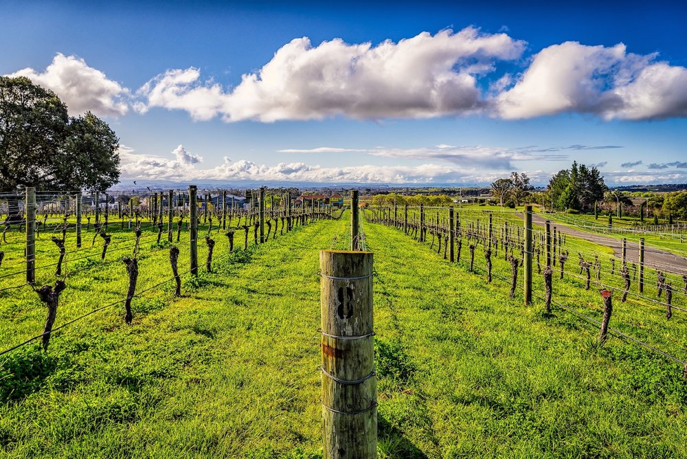 Hastings Wine Country in New Zealand