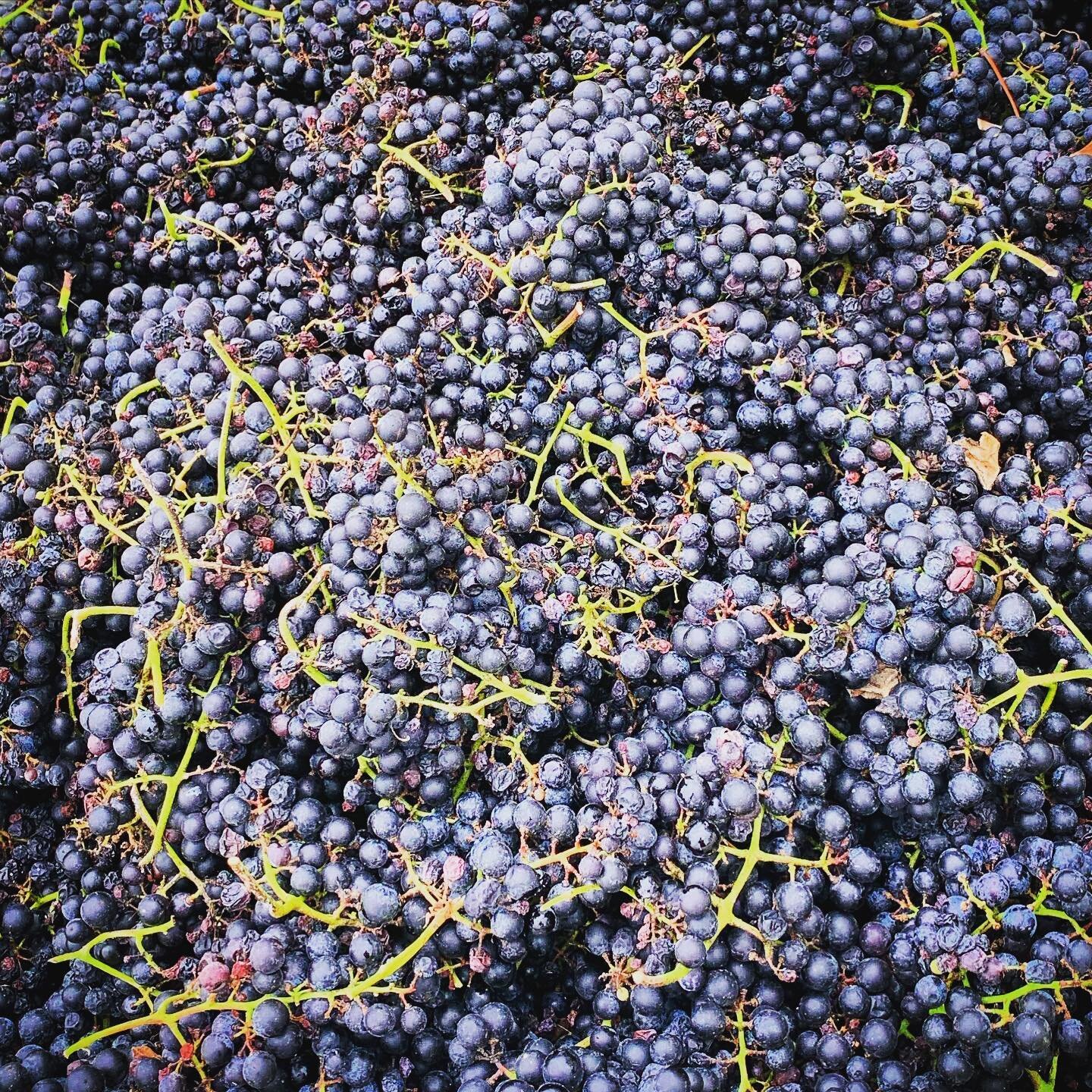&ldquo;Grape vines are old creatures that produce new and beautiful things each year.&rdquo;

- #FieldBlendsBook 

💜 to #harvest time at @greenhillwine. Seasonal rhythm is one of my favorite things about #wine... and #life.

#grapes #winelover #wine