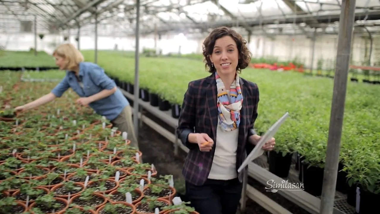 Similasan "Landscape"