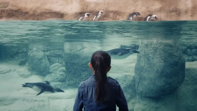 Adventure Aquarium_Penguin