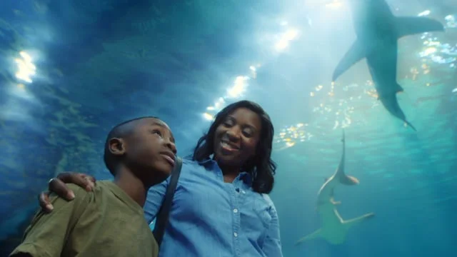 Adventure Aquarium_Shark