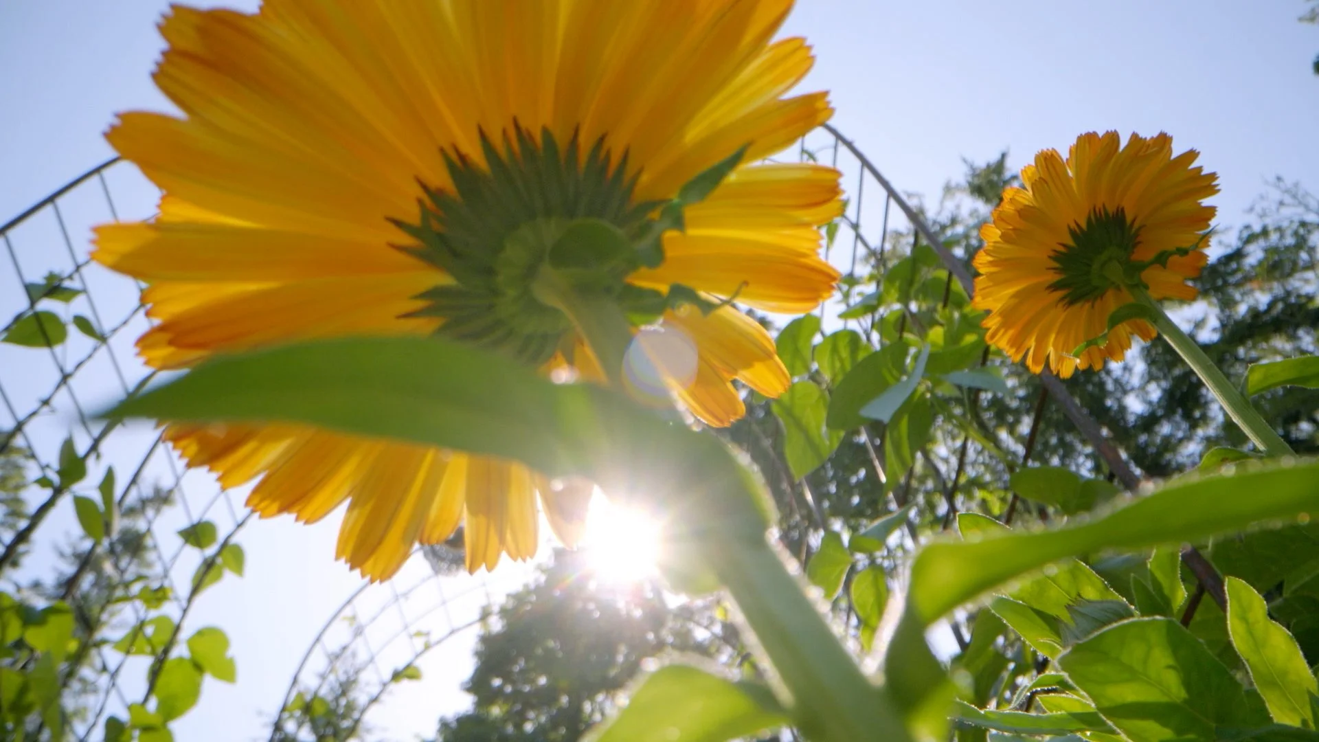 pharma_patient story_049