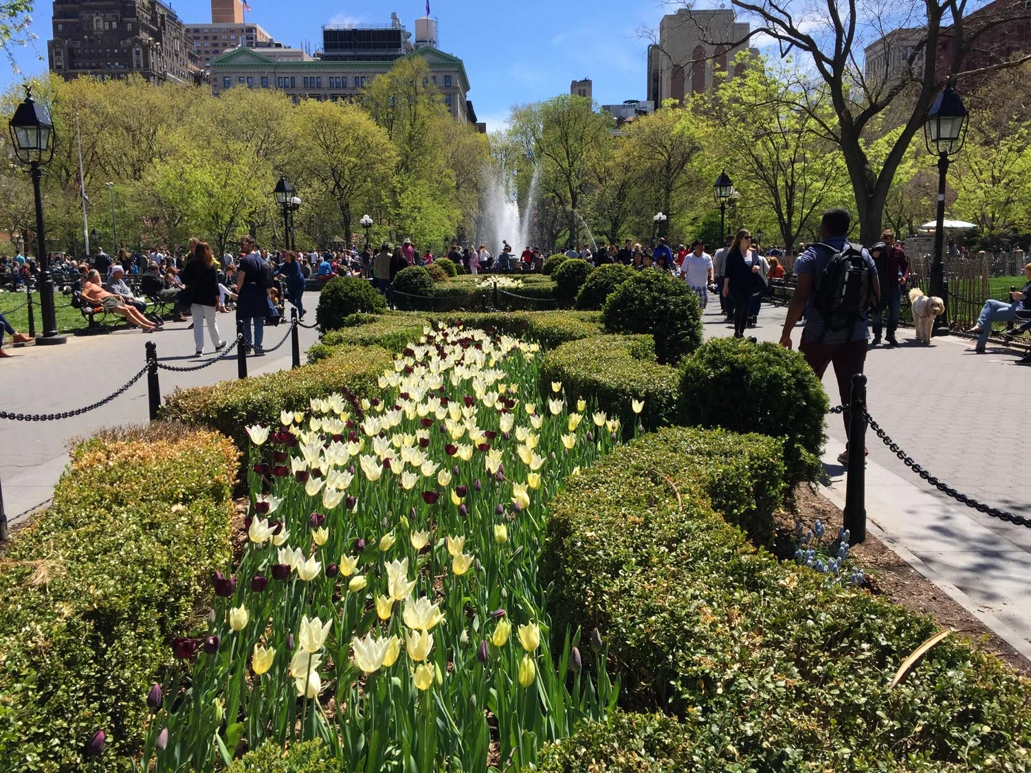 Tulips-blooming-field-Washington-Square-Park-New-York.jpg