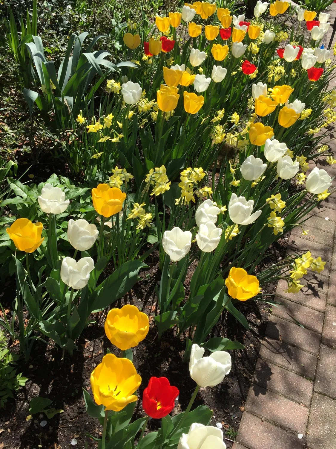 Spring-Daffodils-White-Yellow-Tulips.jpg