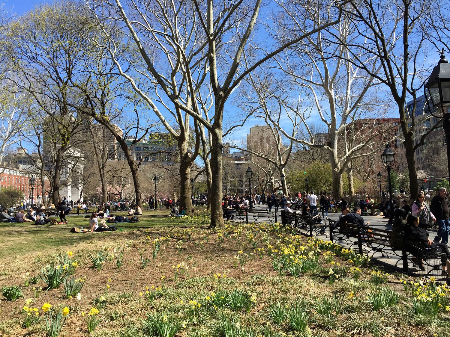 Washington-Square-Park-New-York-City-Daffodils-April.jpg