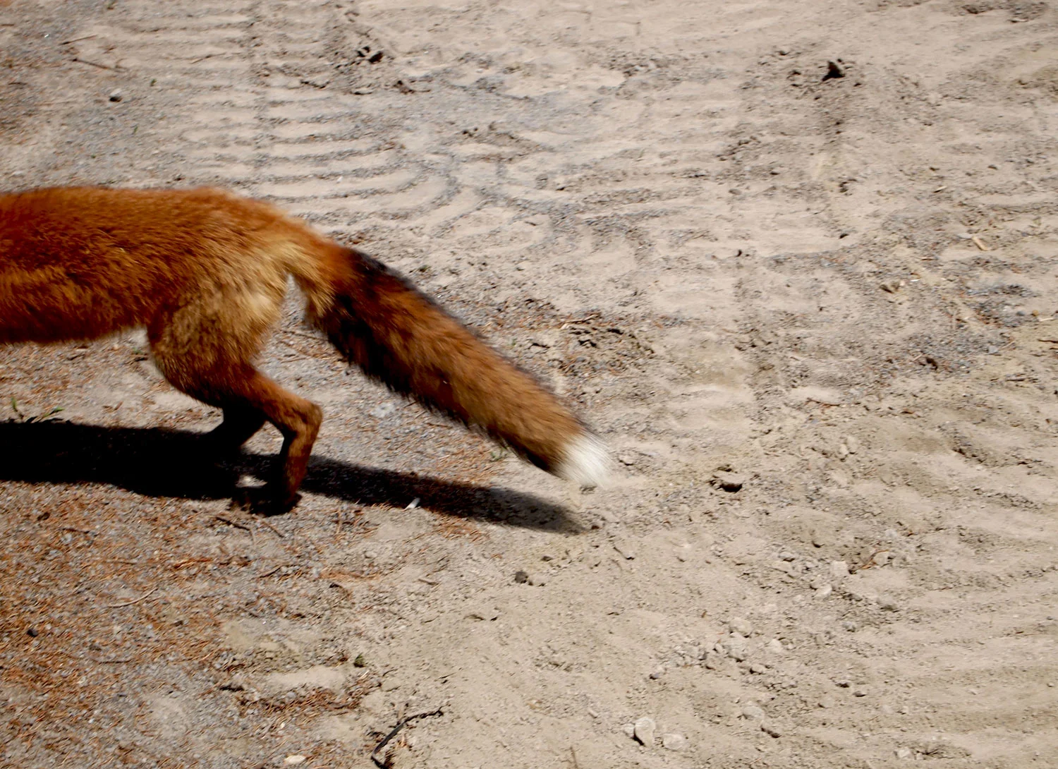 Montreal-Botanical-Garden-Wild-Fox-1.jpg