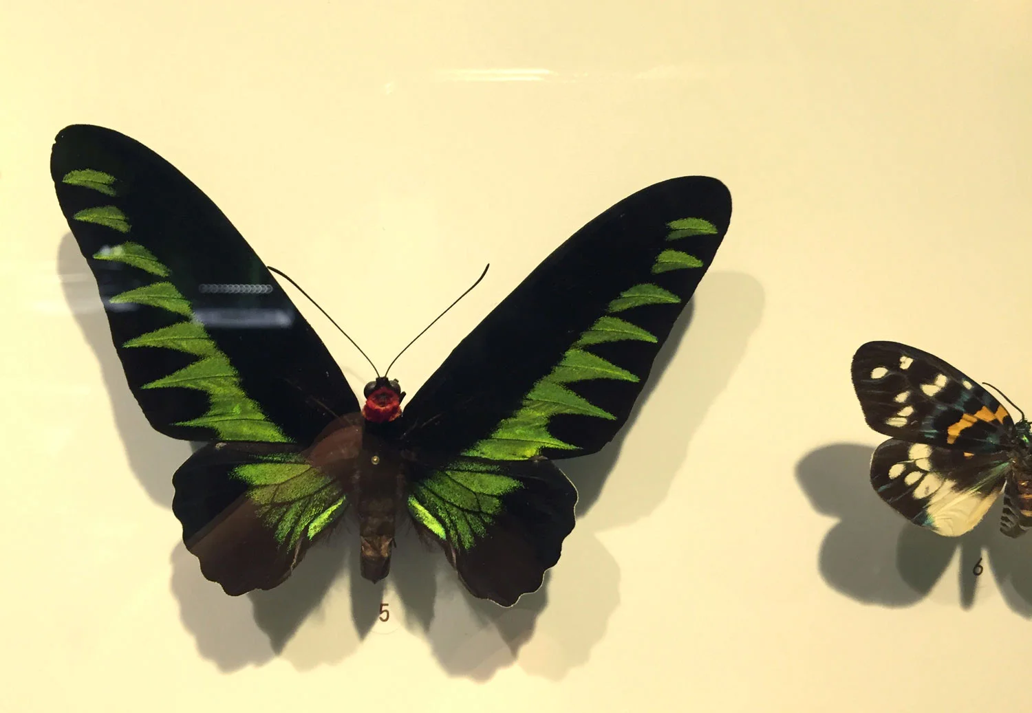 Montreal-Botanical-Garden-Insectarium-Butterflies.jpg