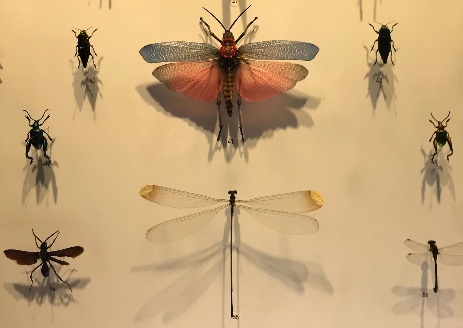 Montreal-Botanical-Garden-Insectarium-Dragonfly-1.jpg