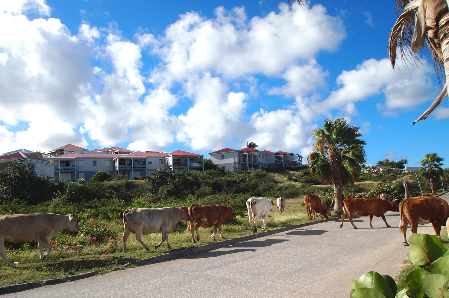Giselle Ayupova — Saint Martin 2019 Part 3 Mullet Bay, Grand Case