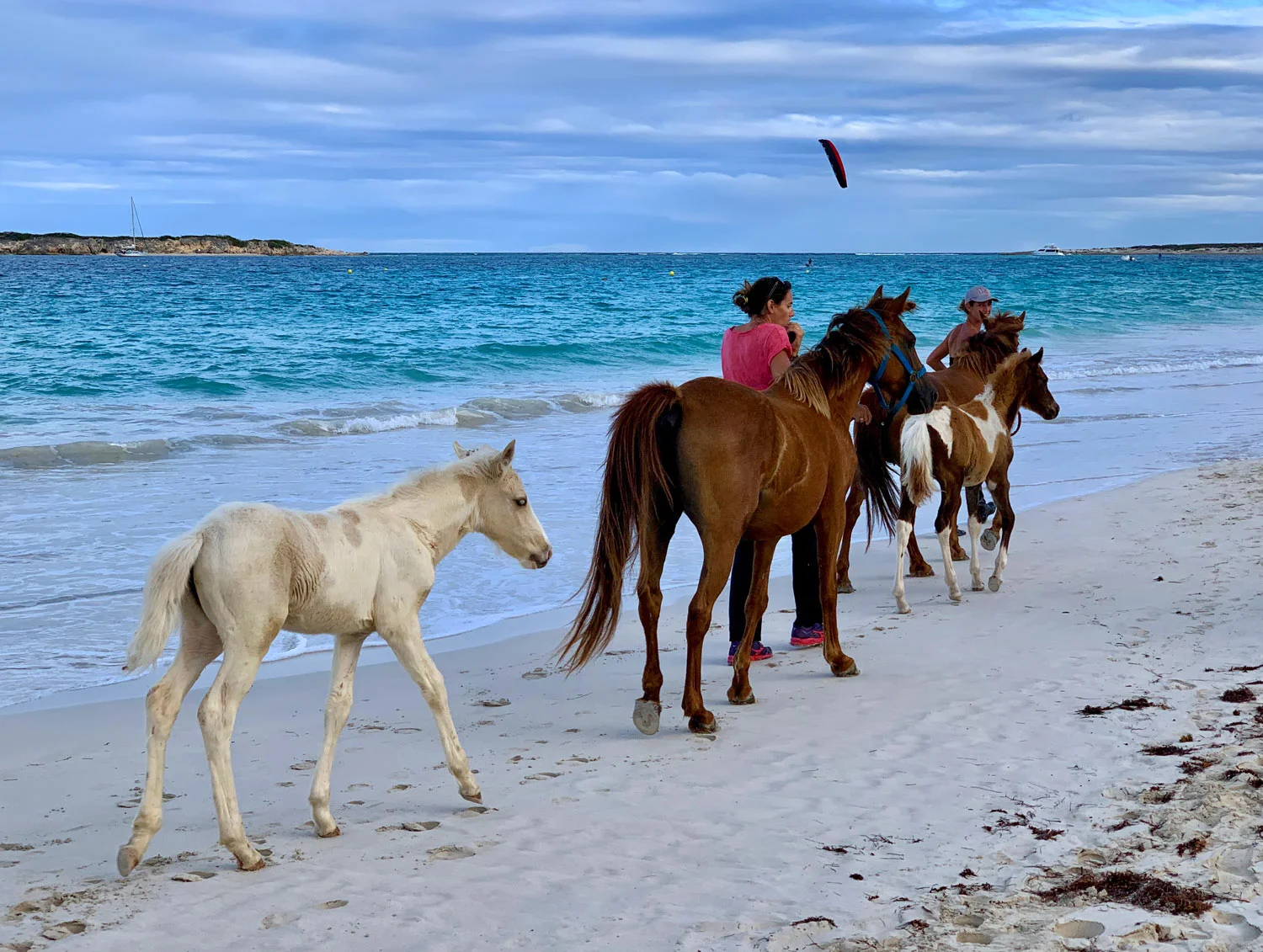 St-Martin-Orient-beach-horses.jpg