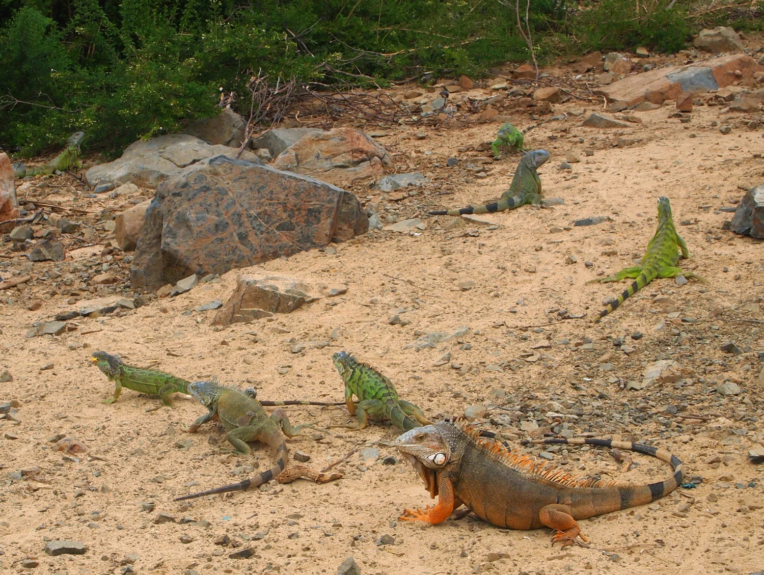 Saint-Martin-Pinel-Island-Iguanas.jpg