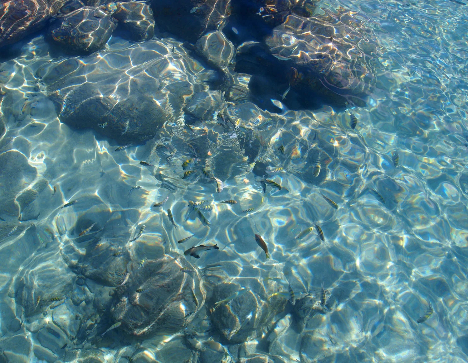 Saint-Martin-Divi-Little-Bay-Beach-Snorkelling-fish.jpg