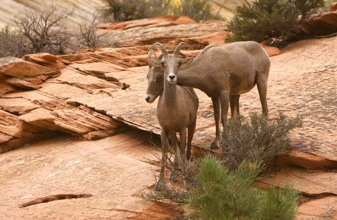 usut_zion bighorn sheep - 54.jpg