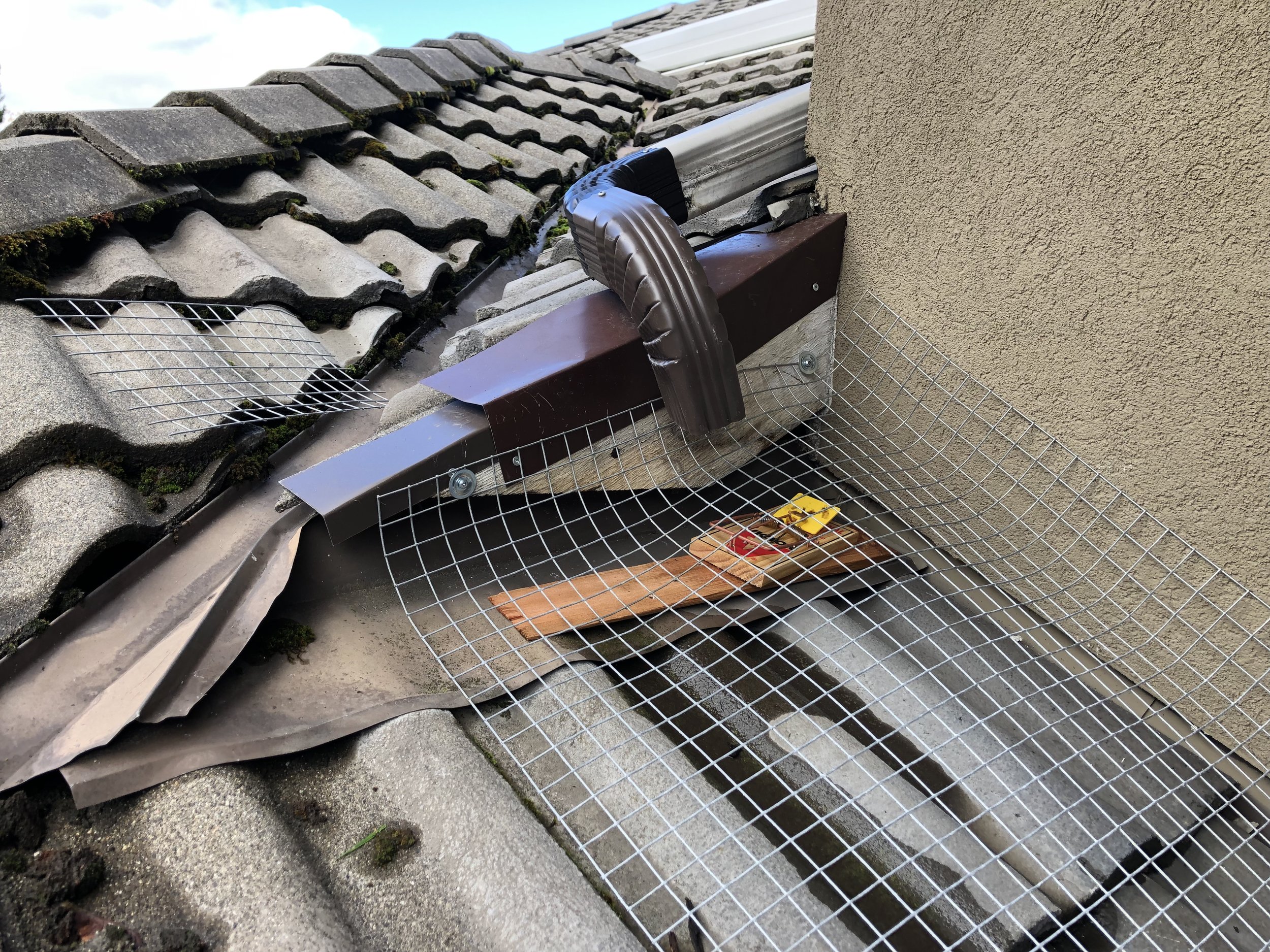 This is very funny actually, if the trap doesn’t work I guess drowning the rodent will!