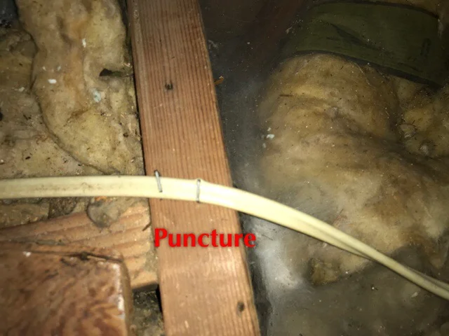 Not only the wrong wire staples but the wire is punctured!