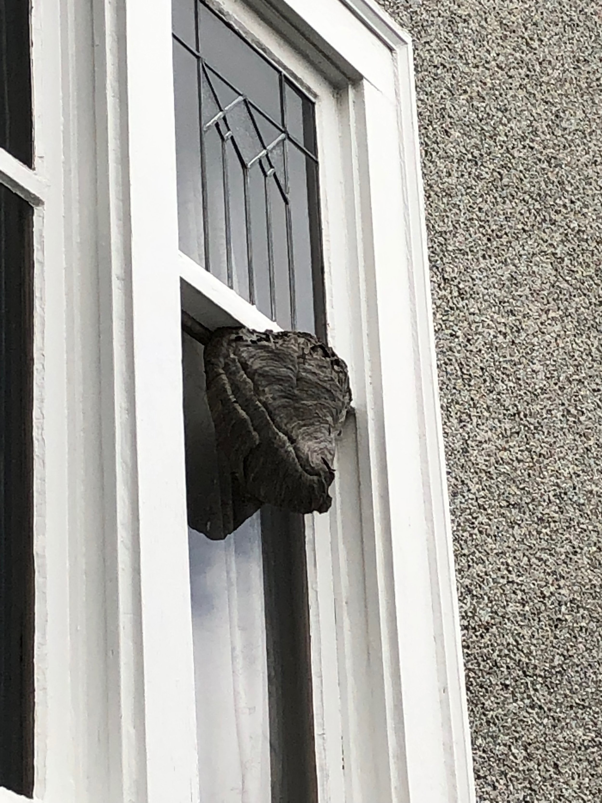 Very interesting place for a wasp nest, even more interesting is that the owners didn’t notice.