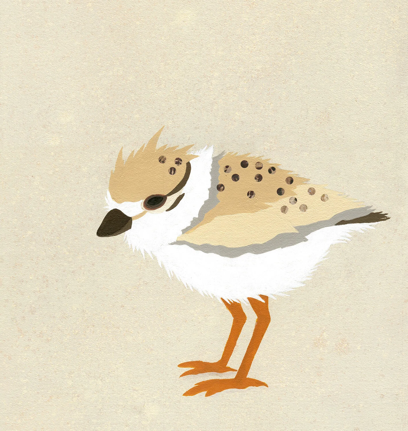 Plover Chick_W.jpg