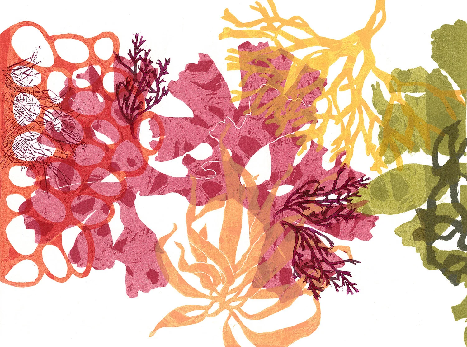 Seaweed Variety #3_W.jpg